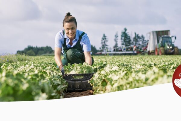 Frau bei der Ernte von Salat auf einem Feld, im Hintergrund weitere Personen mit Traktor – Symbolbild für regionale und nachhaltige Landwirtschaft