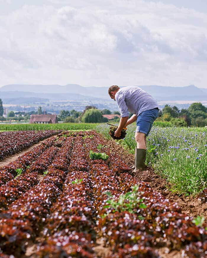 Landwirt bei der Ernte von Salat auf einem Feld vor weiter Landschaft – Symbol für regionale Herkunft und nachhaltige Erzeugung