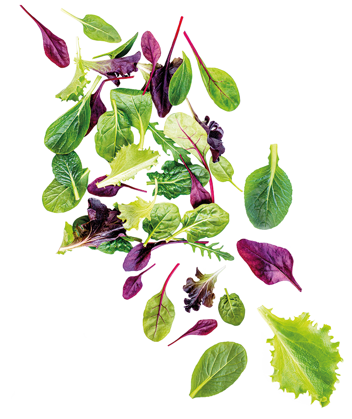 Bunter Mix aus frischem Pflücksalat mit roten und grünen Blättern – küchenfertig vorbereitet für den professionellen Einsatz